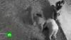 Хозяин изувечивших жительницу Сочи питбулей заявил, что раскаялся собаки, Сочи.НТВ.Ru: новости, видео, программы телеканала НТВ