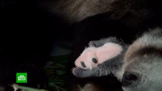 Московский зоопарк показал новые кадры с малышом панды