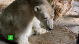 Умер белый медведь Диксон из Московского зоопарка