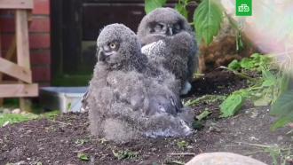 Птенцы полярных сов появились на свет в Московском зоопарке