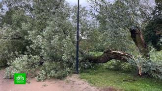 В Петербурге порывистый ветер валил деревья и дорожные знаки