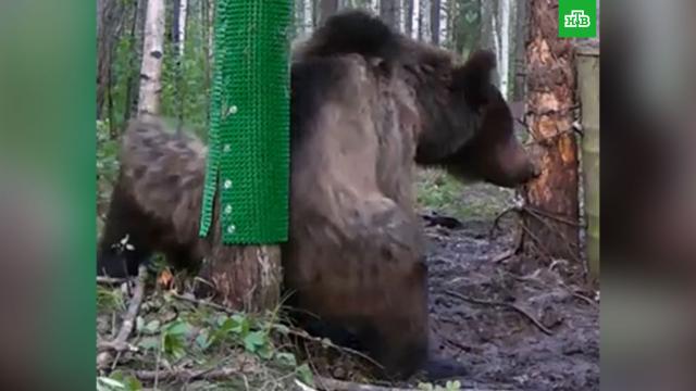 Танцующего тверк медведя сняли на видео.Камчатка, медведи.НТВ.Ru: новости, видео, программы телеканала НТВ