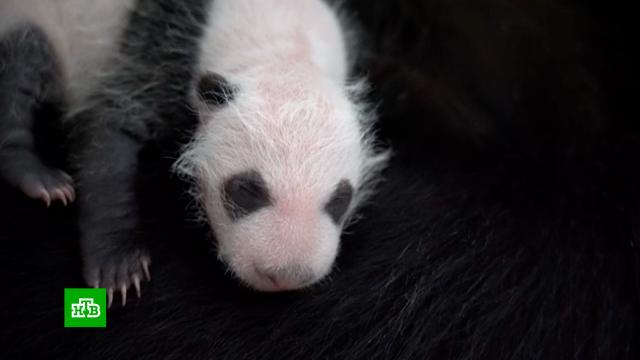 Московский зоопарк поделился новым видео с детенышем панды.Москва, животные, зоопарки, панды.НТВ.Ru: новости, видео, программы телеканала НТВ