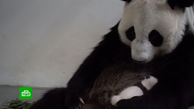 Родившаяся в столичном зоопарке панда оказалась девочкой.Москва, животные, зоопарки, панды.НТВ.Ru: новости, видео, программы телеканала НТВ