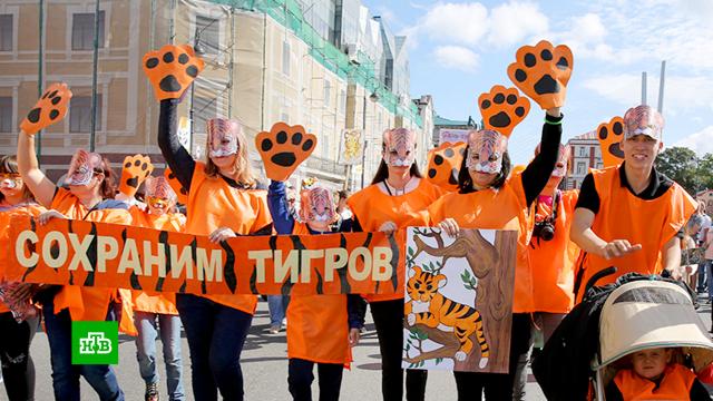 В День тигра жители Владивостока надели хвостато-полосатые костюмы.Владивосток, Дальний Восток, животные, тигры, торжества и праздники.НТВ.Ru: новости, видео, программы телеканала НТВ
