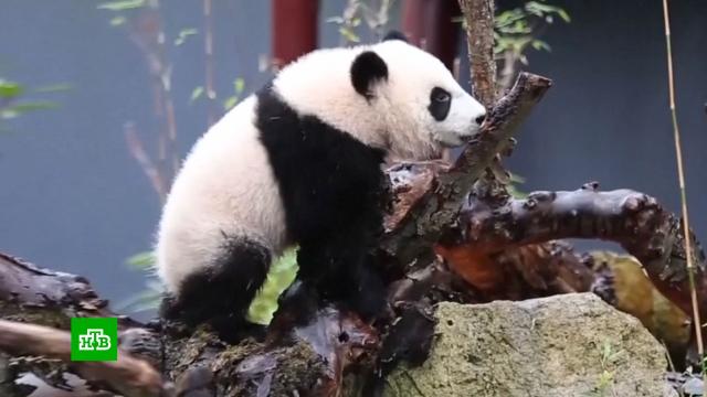 Китай заберет всех панд из зоопарков США.Китай, США, животные, зоопарки, панды.НТВ.Ru: новости, видео, программы телеканала НТВ