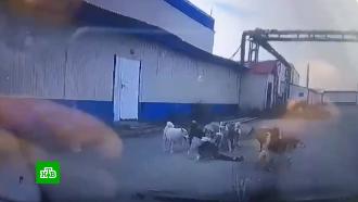 Автомобилист спас женщину от стаи разъяренных собак в Нижневартовске