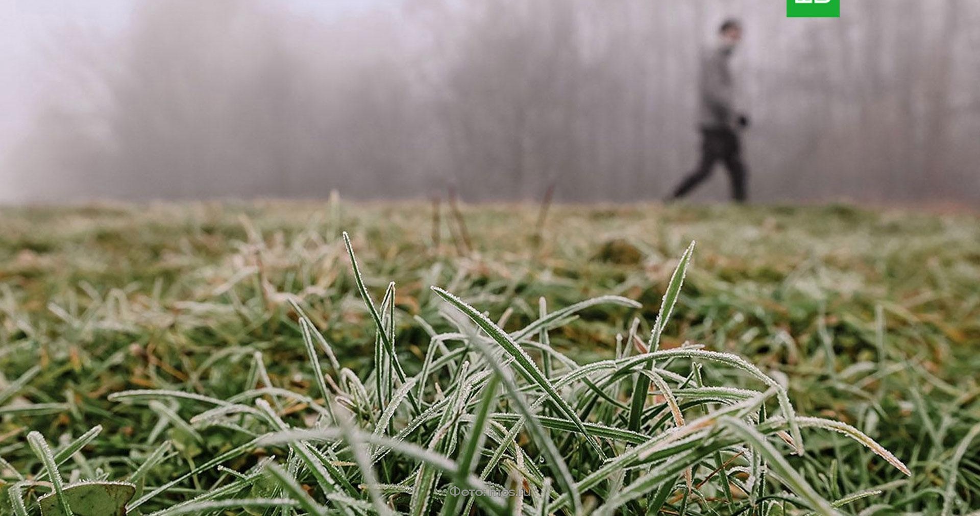 Мокрый снег с дождем выпадет в Москве в понедельник // НТВ.Ru