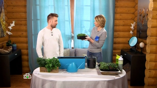 В чем выращивать овощи на подоконнике