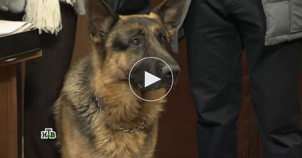 мухтар новый год. анонс сериал возвращение мухтара-2. осипов сериал мухтар новый след. возвращение мухтара новый год. возвращение мухтара максим жаров.