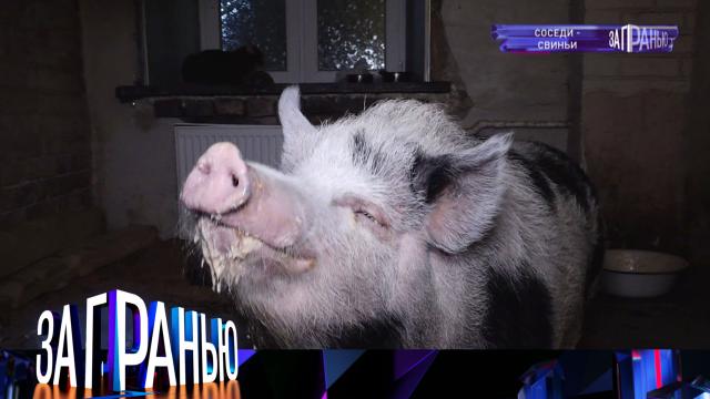 «Соседи — свиньи».«Соседи — свиньи».НТВ.Ru: новости, видео, программы телеканала НТВ