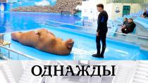 Программа «Однажды» с участием Александра Олешко на телеканале НТВ (2022)