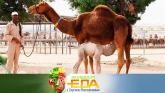 Лечение верблюжьим молоком, безопасная упаковка продуктов и вино против радиации