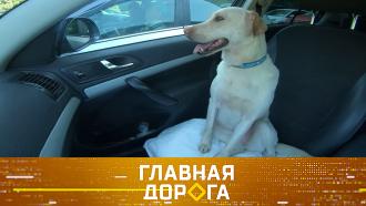 Дайджест от 1 июля 2023 года.Помощь запертым в авто животным, вместимость Lada Largus и идеальный разворот на перекрестке.НТВ.Ru: новости, видео, программы телеканала НТВ