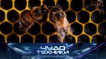 Пчелиный апокалипсис и все о перманентном макияже.