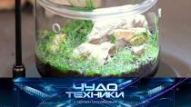 Оригинальное размещение домашних растений, реалистичные медицинские манекены и тест суперэкономичного обогревателя.
